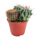 Cactus Garden Arrangement, Cacti, Random Cactus in Pot, Unique Cactus Arrangment, 3 kinds of cactus in pot for sale, cactus for sale