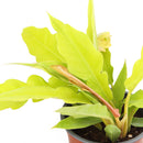 4 inch philodendron gergaji golden live houseplant for sale, intensely golden saw-tooth edged leaves, self-heading upright tropical form, vibrant glowing foliage in grower pot, easy to grow rare philodendron hybrid, bold tropical decor for modern interiors, unforgettable rare plant gift for houseplant lovers