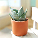 4 inch mountain aloe live succulent for sale, dense spiny rosette of thick grey-green leaves with sharp pointed tips, bold solitary stem form that matures into a striking specimen over decades, low maintenance and drought hardy in plastic pot, a timeless and unique succulent gift for collectors and beginners alike