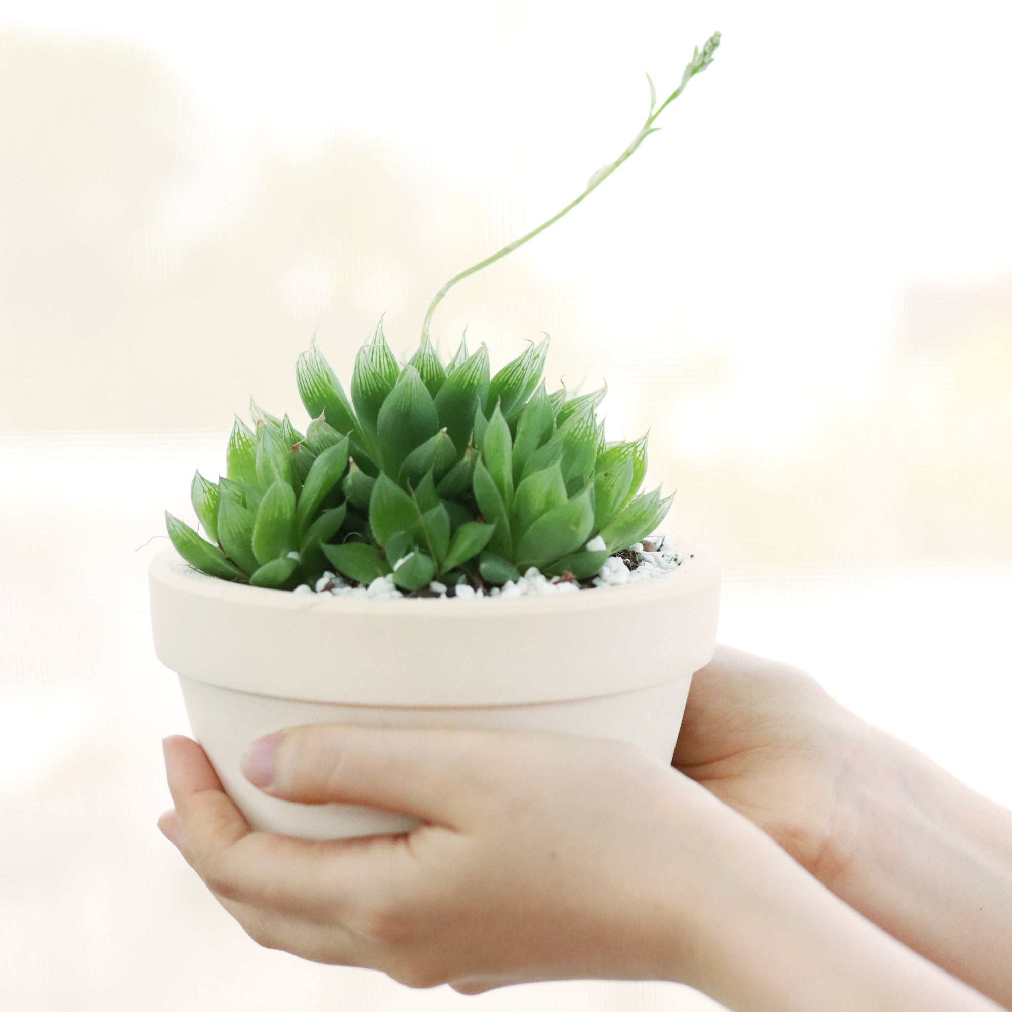Window Haworthia Succulent Plant for sale, buy succulent online, Holiday decor ideas, Succulent gifts 