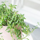 Buy an 8-pack of String of Dolphins live plants online. Each trailing plant features distinctive dolphin-shaped leaves on cascading vines. Easy to care for, they thrive in bright light, well-draining soil, and minimal watering.