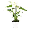 6" pot anthurium 'white' live houseplant for sale, striking white waxy bract with smooth erect spadix, rich deep-green leathery foliage, year-round bloomer from the anthurium andraeanum hybrid group, toxin-filtering nasa clean air plant, gorgeous focal point for contemporary interior spaces, thoughtful and lasting gift for plant enthusiasts