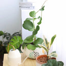 6 inch trailing hoya kerrii heart (at least 3+ leaves) live houseplant for sale, fully leafed trailing hoya kerrii with at least three glossy emerald hearts, thick vining succulent stems in a standard grower pot ready to trail or hang, low-maintenance care with infrequent watering and bright indirect light needs, slow-growing long-lived tropical vine with heirloom quality, an elegant romantic home accent with bohemian appeal, a perfect heartfelt gift for valentines day anniversaries or birthdays