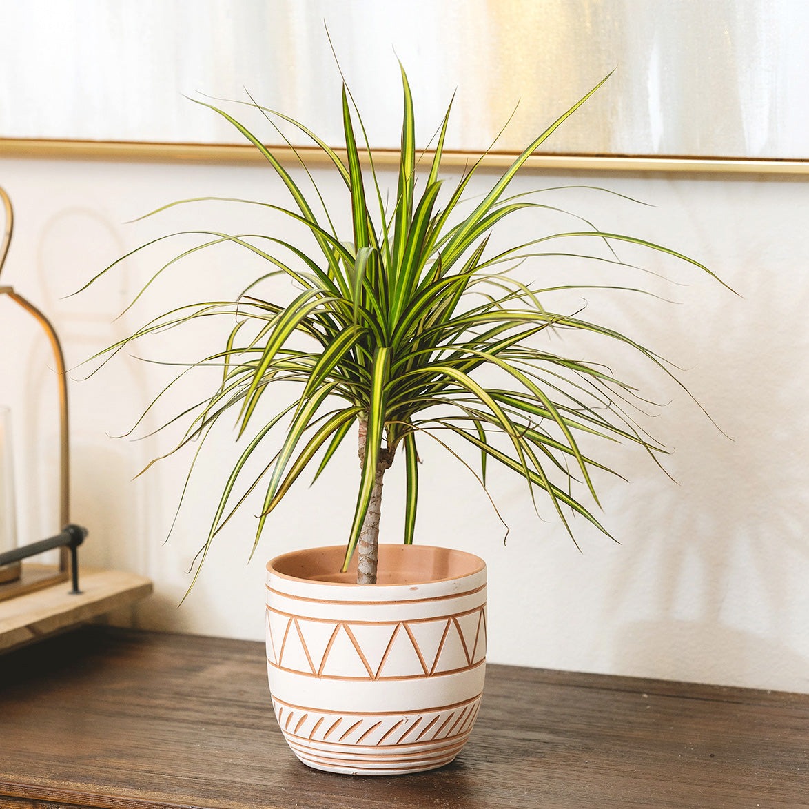 Dracaena Sunray Cane houseplant in decorative clay pot, houseplant decor ideas
