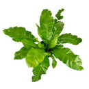 6" pot bird's nest 'victoria' fern live houseplant for sale, broad wavy fronds with prominent midrib and glossy surface, compact tropical rosette form, air purifying and pet friendly, ideal for shelves or floor planters in humid spaces, a beautiful gift for any plant lover