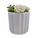 Succulent Arrangement in Ceramic Pot, rosette succulents, colorful succulents, stunning succulent arrangement for home and office decor, Random Succulents in Ceramic Faux Cement Planter