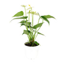 6" pot anthurium 'white' live houseplant for sale, striking white waxy bract with smooth erect spadix, rich deep-green leathery foliage, year-round bloomer from the anthurium andraeanum hybrid group, toxin-filtering nasa clean air plant, gorgeous focal point for contemporary interior spaces, thoughtful and lasting gift for plant enthusiasts