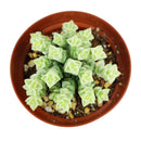Crassula rupestris ssp. commutata 'Variegated Tom Thumb'