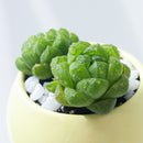Window Haworthia - Haworthia retusa f. geraldii