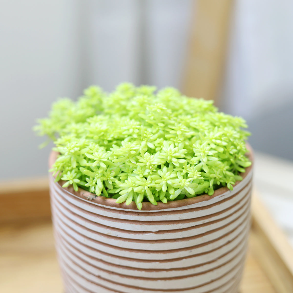 Sedum Golden Moss succulent in decorative clay pot, Live succulent gift decor ideas