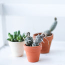 Paper Spine Cactus - Tephrocactus articulatus var. papyracanthus