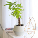 6" pot braided pachira stump money tree live plant for sale, rich forest green umbrella canopy, smooth palmate leaflets with pale midribs, architecturally woven trunk, pet friendly non-toxic tropical, thrives under office fluorescent light, elegant floor or corner statement plant, a timeless feng shui inspired gift for home or business