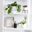 Philodendron Cordatum, philodendron cordatum care, cordatum philodendron, caring for an philodendron cordatum