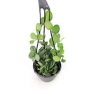 xerosicyos danguyi silver dollar vine, silver dollar vine for sale, silver dollar vine plant care, rare silver dollar vine succulent