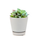 Haworthia cuspidata - Star Window Plant