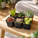 Pack of 6 Indoor Succulent Plants in individual plastic pots are arranged in two rows of three on a light-colored wooden table