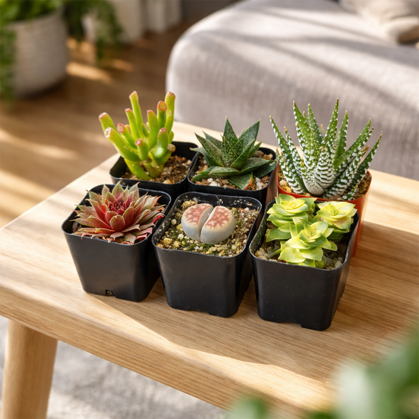 indoor succulent table Indoor Succulent Pack: The perfect way to start your succulent collection