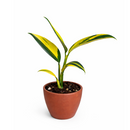 buy scindapsus coriaceus (variegated) live houseplant 3" pot online, bold forest green foliage with stunning creamy yellow variegated markings, coriaceous leathery leaf surface, climbing and trailing growth form, slow-growing rare collector aroid, an architectural tropical accent for any indoor plant collection, an extraordinary rare find and prized gift for aroid enthusiasts