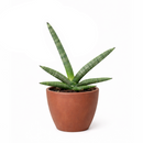 4" pot snake plant sansevieria starfish live houseplant for sale, fan-shaped arrangement of stout cylindrical green leaves, bold dark green bands on firm succulent spears, air purifying and drought tolerant, grows beautifully in indirect light with minimal care, elegant architectural accent for modern interiors, a lasting and unique gift for plant lovers