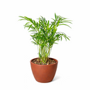 neanthe bella palm, neanthe bella palm care, full grown neanthe bella palm, neanthe bella palm watering, neanthe bella palm light requirements