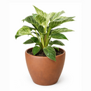 Philodendron Birkin, variegated houseplants, bright and medium light plants, indoor plant gift ideas