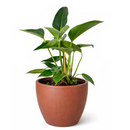 6" pot philodendron 'congo green' live air plant for sale, dark green shiny foliage with thick waxy texture, self-heading compact tropical form, tolerates average indoor humidity, grows as impressive floor or shelf statement plant, refined tropical elegance for modern or eclectic interiors, a treasured gift for plant collectors and beginners alike