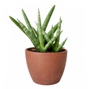 4" pot snake plant sansevieria starfish live houseplant for sale, fan-shaped arrangement of stout cylindrical green leaves, bold dark green bands on firm succulent spears, air purifying and drought tolerant, grows beautifully in indirect light with minimal care, elegant architectural accent for modern interiors, a lasting and unique gift for plant lovers