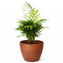neanthe bella palm, neanthe bella palm care, full grown neanthe bella palm, neanthe bella palm watering, neanthe bella palm light requirements