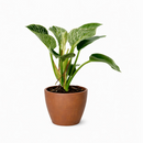 Philodendron Birkin, variegated houseplants, bright and medium light plants, indoor plant gift ideas