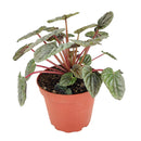 4 inch peperomia caperata live houseplant for sale, striking corrugated dark green foliage with intricate vein detailing, compact grower pot size ideal for desks and small spaces, slow-growing and low-maintenance with semi-succulent water-storing leaves, adapts well to bright indirect or artificial office light, a stylish nature-inspired decor accent, makes a lasting and pet-safe gift for loved ones
