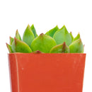 4 inch echeveria ramillette live succulent for sale, dense symmetrical rosette of fleshy blue-green leaves with reddish accents, low water needs with soak-and-dry method, thrives in bright direct or indirect light, stunning standalone pot plant