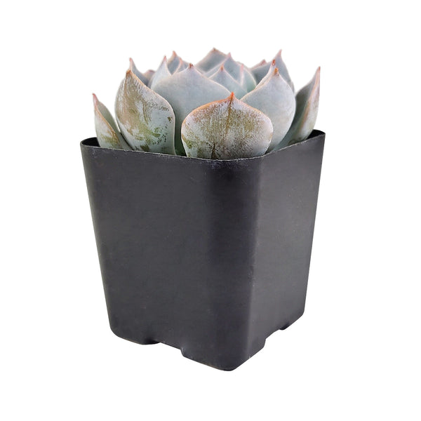 safeway succulent plants Echeveria Simulans f/ Rayones - Succulent Plant - Succulent Care Guide