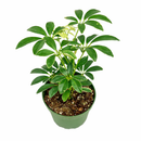 buy schefflera variegated live houseplant 8" pot online, bold green and gold variegated umbrella canopy with waxy leaflet sheen, wide-spreading architectural tropical floor plant, air-purifying and drought-tolerant low maintenance specimen, thrives in bright indirect indoor light, impressive statement piece for any bright interior space, a generous gift that grows for decades