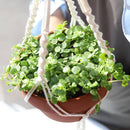 String Of Turtles - Peperomia prostrata