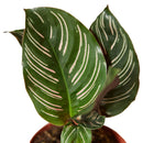 6" pot calathea 'ornata' live air plant for sale, mature specimen with large lance-shaped leaves in rich forest green with pink stripe markings, dramatic purple-tinted leaf undersides, slow-growing low-maintenance tropical beauty, naturally humidifies and purifies indoor air, show-stopping floor plant or shelf display for bohemian and modern interiors, makes a luxurious gift for any plant parent