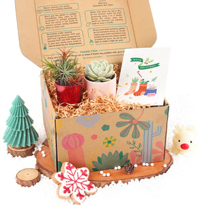 Gift Box - 1 Airplant and 1 Succulent