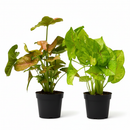 2-Pack Syngonium Arrowhead Bundle 4" Live Houseplants Randomly Selected Variety Set, versatile plants in the indoor gardening