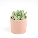 2 inch echeveria glory live succulent for sale, misty green and maroon echeveria hybrid in plastic pot, plump water-storing fleshy leaves in tight rosette form, produces yellow-coral spring and summer blooms