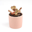 Echeveria The Rose