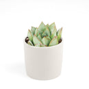 2 inch echeveria glory live succulent for sale, misty green and maroon echeveria hybrid in plastic pot, plump water-storing fleshy leaves in tight rosette form, produces yellow-coral spring and summer blooms