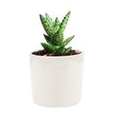 Tiger Tooth Aloe Juvenna - Aloe-mitriformis