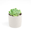 buy echeveria lime and chili live succulent 2 inch online, echeveria lime and chili showing natural stress coloring with deep pink tips, compact frosty lime rosette, slow growing and clustering habit, non-toxic and pet friendly