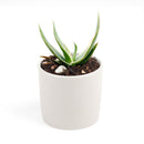 buy coral aloe vera striata live succulent 2 inch online, small rosette with coral-edged spineless smooth leaves in a plastic pot, grows slowly and reliably for many years with minimal care, hue shifts from cool blue-green to warm coral-pink with more sun, natural air purifier and drought tolerant gem, adorable desktop or shelf accent plant, perfect introductory succulent gift