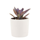 Graptoveria Fred Ives