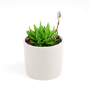 Haworthia marumiana var. Batesiana Succulent