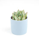 2 inch echeveria glory live succulent for sale, misty green and maroon echeveria hybrid in plastic pot, plump water-storing fleshy leaves in tight rosette form, produces yellow-coral spring and summer blooms