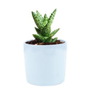 Tiger Tooth Aloe Juvenna - Aloe-mitriformis