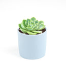 buy echeveria lime and chili live succulent 2 inch online, echeveria lime and chili showing natural stress coloring with deep pink tips, compact frosty lime rosette, slow growing and clustering habit, non-toxic and pet friendly