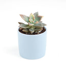 Variegated Ghost Plant - Graptopetalum paraguayense