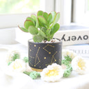 6 inch Crassula Ovata Obliqua Jade Plant in black plastic pot, Crassula Ovata Obliqua Jade Plant for sale, buy Crassula Ovata Obliqua Jade Plant online
